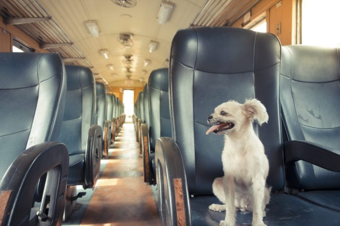 How to travel with pets by train in Indonesia